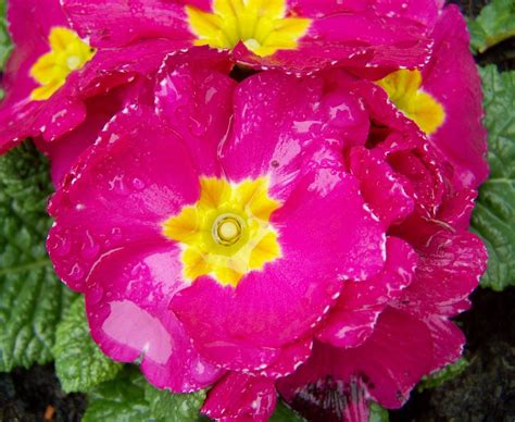 Primula Pink Primrose Spring · Free Photo On Pixabay