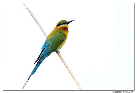 Rathika Ramasamys Wildlife Photography Birds Profile Blue Tailed