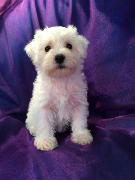 All White Female Miniature Schnoodle Pup For Sale