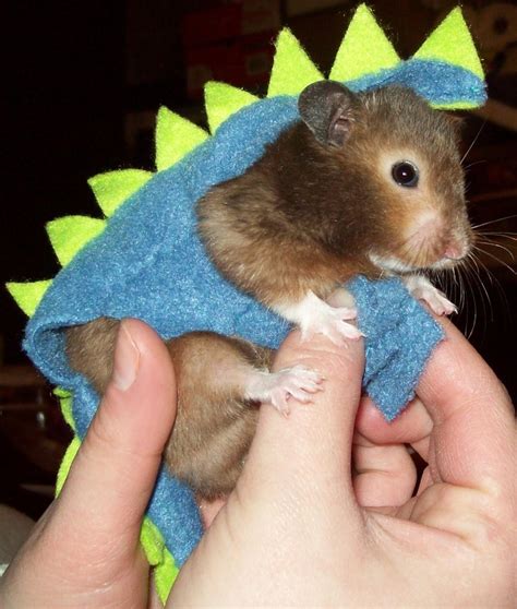 Hamster In A Costume Hamsters Pinterest
