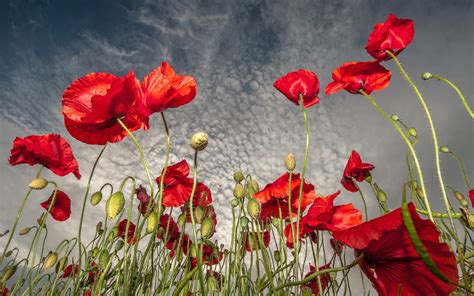 Wallpaper 1920x1200 Px Clouds Field Flowers Poppies Red Sky