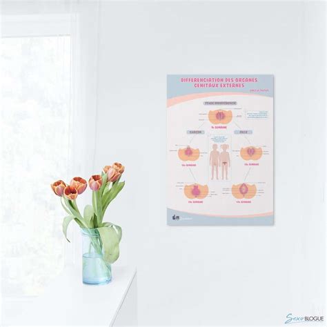 Poster Différenciation Des Organes Génitaux Externes En Papier Semi