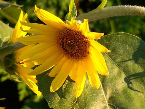 Don't you record your calls? 1-800-Flowers Seeking Work at Home Customer Service in U.S ...