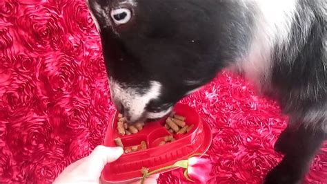Goats Getting Valentine Ts Youtube