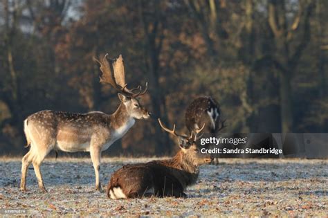 A Frosty Early Morning Shot Of A Resting Fallow Deer High Res Stock