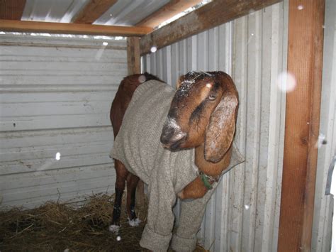Pin By Matt Smith On Goats In Sweaters Goats In Sweaters Ruminant