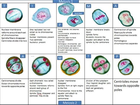 Meiosis Storyboard With Descriptions And Images Teaching Resources
