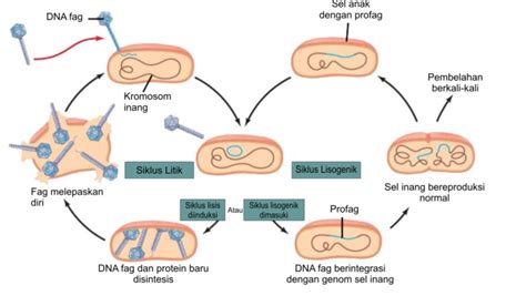 Fase Fase Reproduksi Virus Litik Dan Lisogenetik Satu Jam