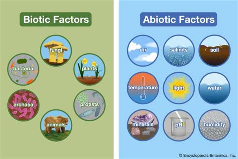 Biotic And Abiotic Factors Diagram