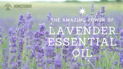 The Amazing Power Of Lavender Essential Oil Homesteader