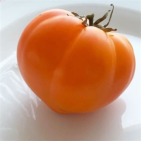 15 Orange Oxheart Tomato Seeds Ebay