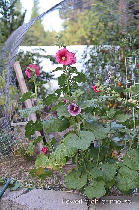 How To Grow Hollyhocks Flower Patch Farmhouse