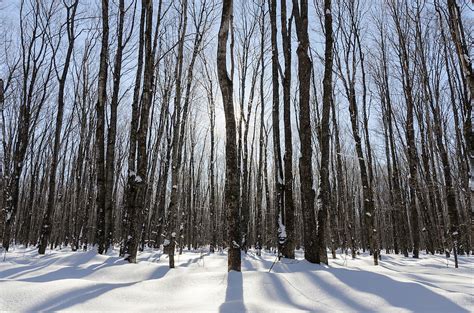 Winter Spirit And Silence Michigan Nature Photos By Greg Kretovic