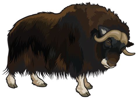 Domestic Yak Clip Art Buffalo Animal Png Download 1331954 Free