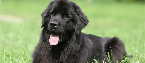 Newfoundland Puppies For Sale Greenfield Puppies
