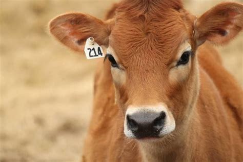 Jersey Cattle Alchetron The Free Social Encyclopedia