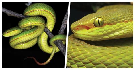 A Newly Discovered Snake Has Been Named After Salazar Slytherin From