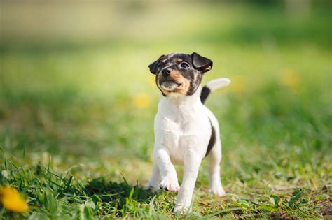 5 Fun Facts About Fox Terriers Greenfield Puppies
