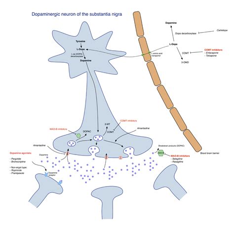 Parkinson's disease (pd) impacts people in different ways. Parkinson's Disease — Symptoms, Stages and Life Expectancy | Lecturio