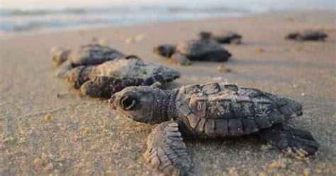 A Guide Of Turtle Island National Park For All Travelers