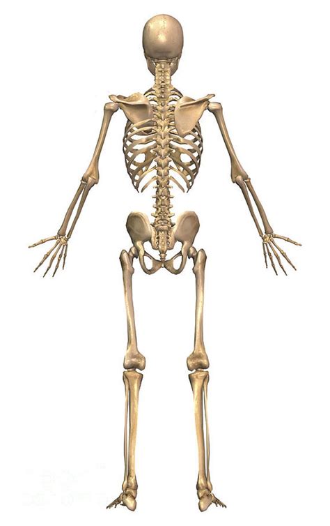 So you have control on most of the hair. Related to Human Skeleton Back Anatomy | www.oustormcrowd.com | Human skeleton, Human anatomy ...