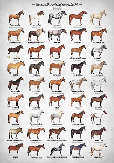 Horse Facts Horse Anatomy Horse Posters Types Of Horses All About