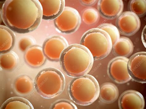Human Cells Illustration Stock Image F0110699 Science Photo Library