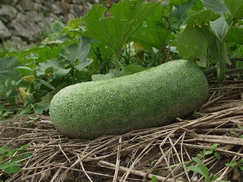 Winter Melon - Health Benefits, Nutrition, Uses and Calories