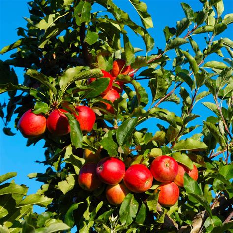 Dwarf Gala Apple Trees For Sale