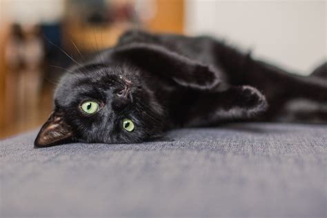 150 Black Cat Names From Magical To Mystical And Meaningful