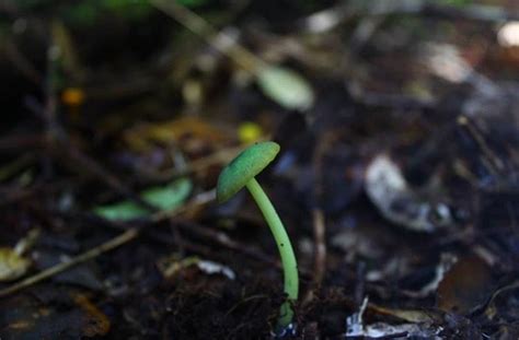 Hongo de la vida verde. Hongo verde en la Reserva Biológica Huilo Huilo ...