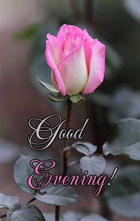 A Pink Rose With The Words Good Evening On It