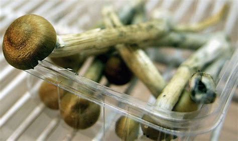 Measure To Legalize Psychedelic Mushrooms Gains Narrow Approval In