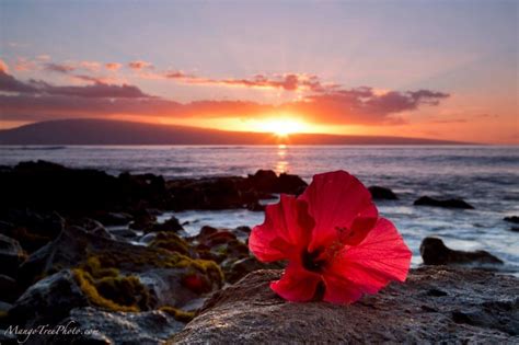 Red Hibiscus Sunset Hawaii Pictures Sunsets Hawaii Sunset