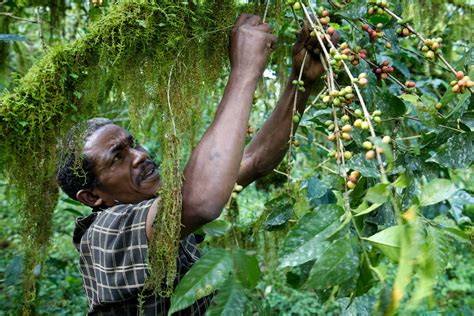 Inside Ethiopias Endangered Wild Coffee Forests Gastro Obscura