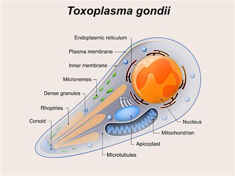 Toxoplasma Gondii Human