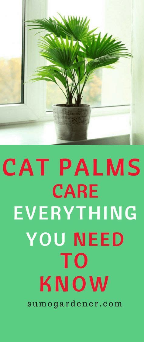 Cat Palms Care Everything You Need To Know Palm Plant Care Growing