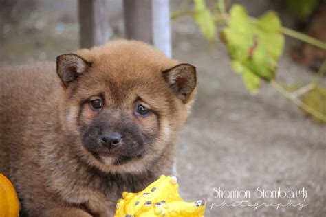 Shiba inu is currently trading on 6 exchanges, with a 24hr. Shiba Inu Puppies For Sale Price