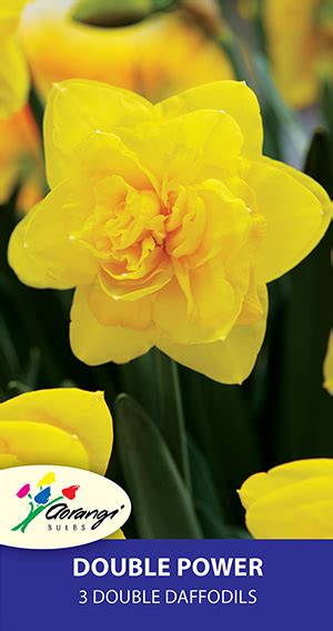 Double Daffodil Double Power Pack Of 3 Aorangi Bulb Nurseries