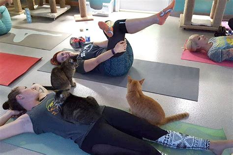 Cat Yoga Is A Big Hit At This Rescue Shelter In Georgia
