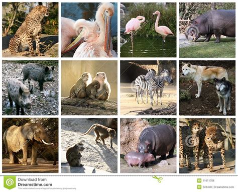 Zoo Collage Stock Photo Image Of Collage Hippopotamus