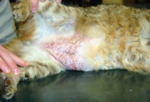 Kucing comel adalah binatang yang sangat disukai ramai orang sehingga ada yang sanggup memelihara dengan bilangan yang sangat banyak di rumah. 15 Tanda Alergi pada Kucing yang Wajib Diketahui ...