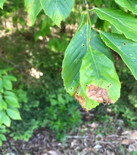 Leaf Mining Weevil Killing Pei Beech Trees Cbc News