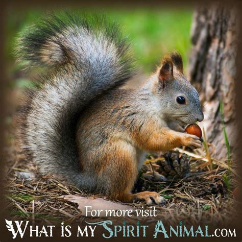 When You Dream About Squirrels What Is My Spirit Animal Spirit