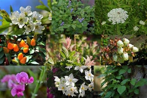 14 Types Of Plants Everyone Should Know Photos Id And Uses