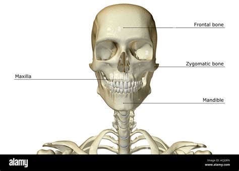 The Bones Of The Head And Neck Stock Photo Alamy