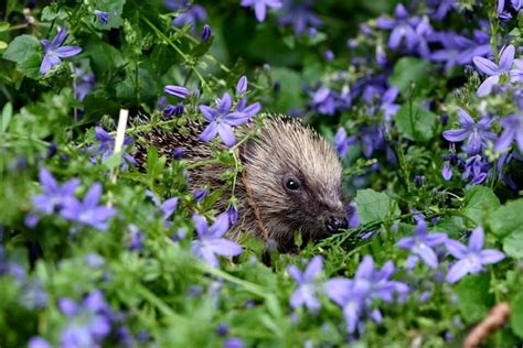 Hedgehog Awareness Week Runs From 1st 7th May 2022 The British