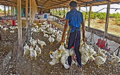 Shortage Of Poultry Feed Fresh Chicken Prices To Increase The
