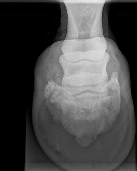 Horse With Grit Inside The Hoof Buyxraysonline