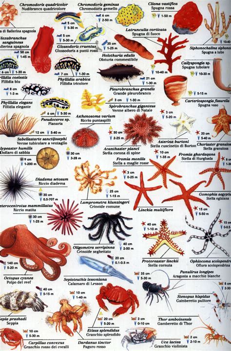 Red Sea Fishes Water Animals Animals And Pets Animals Sea Fish Chart